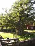 The Kings oak by the lock