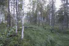 Among the birches you can see the old canal